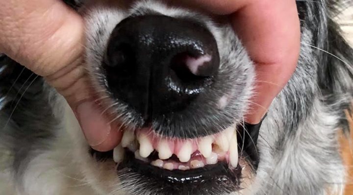 DO YOU BRUSH YOUR DOG’S TEETH?